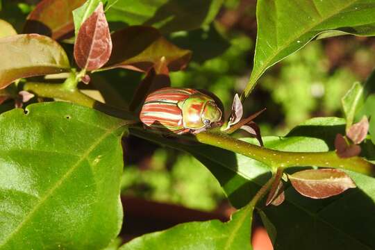 Image of Chrysina quetzalcoatli (Morón 1990)