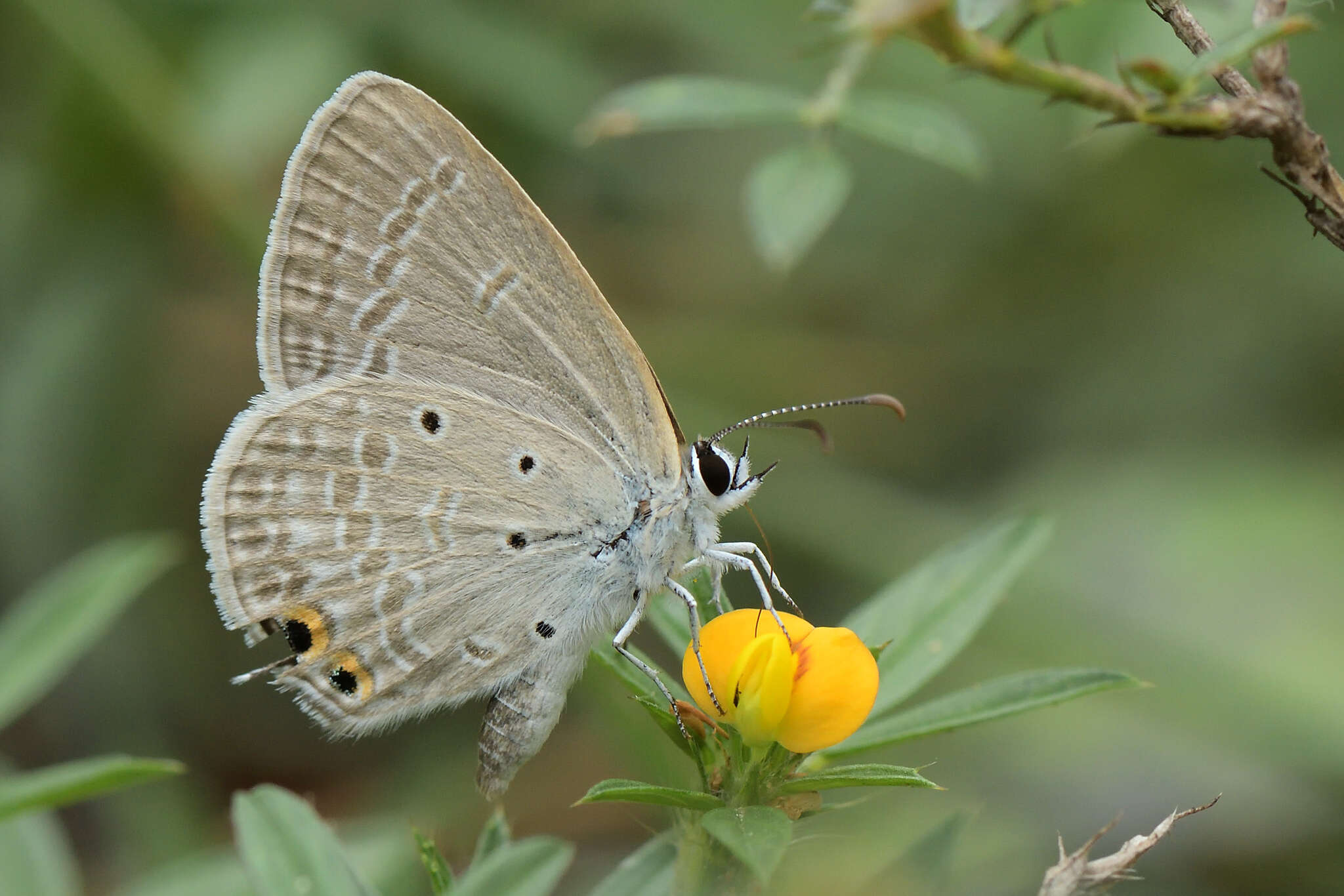 Imagem de Euchrysops cnejus (Fabricius 1798)