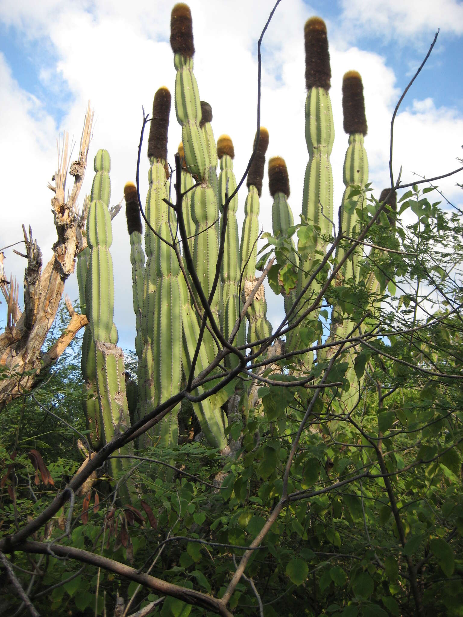 Image of Grenadier's Cap Cactus