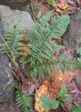 Image de Polystichum luctuosum (Kunze) T. Moore