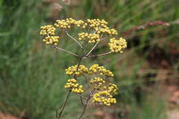 Imagem de Helichrysum harveyanum Wild