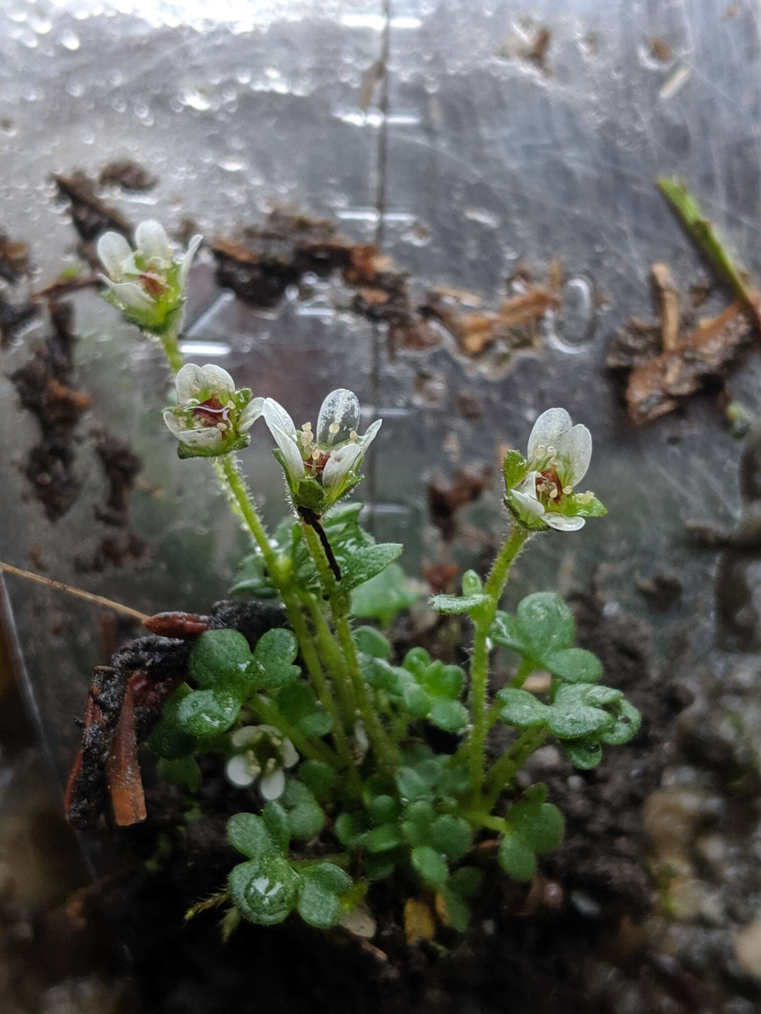 Image of pygmy saxifrage