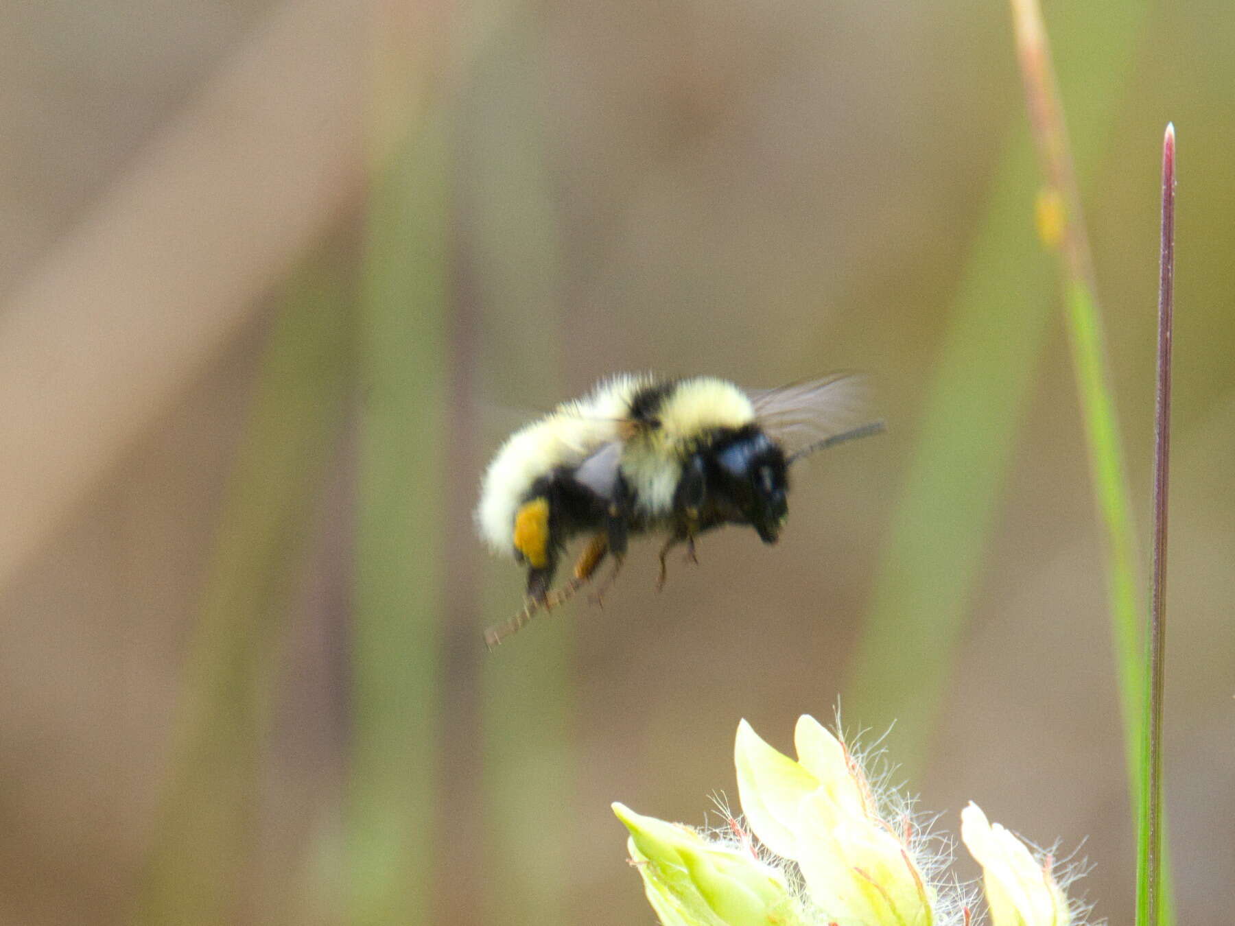 Image of Armenian Bumble Bee