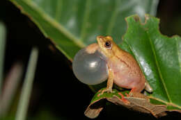 Image of Kachalola Reed Frog