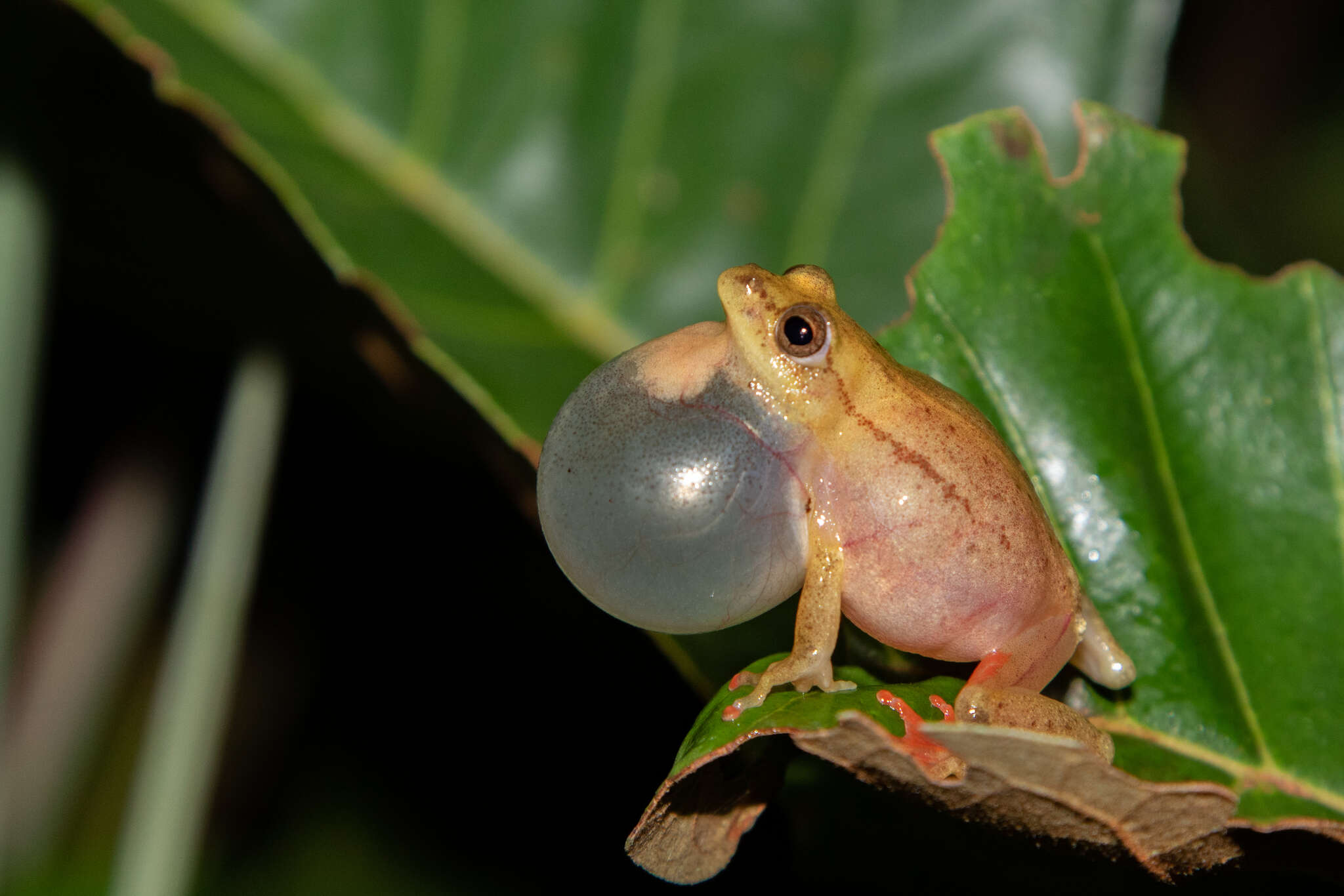 Image of Kachalola Reed Frog