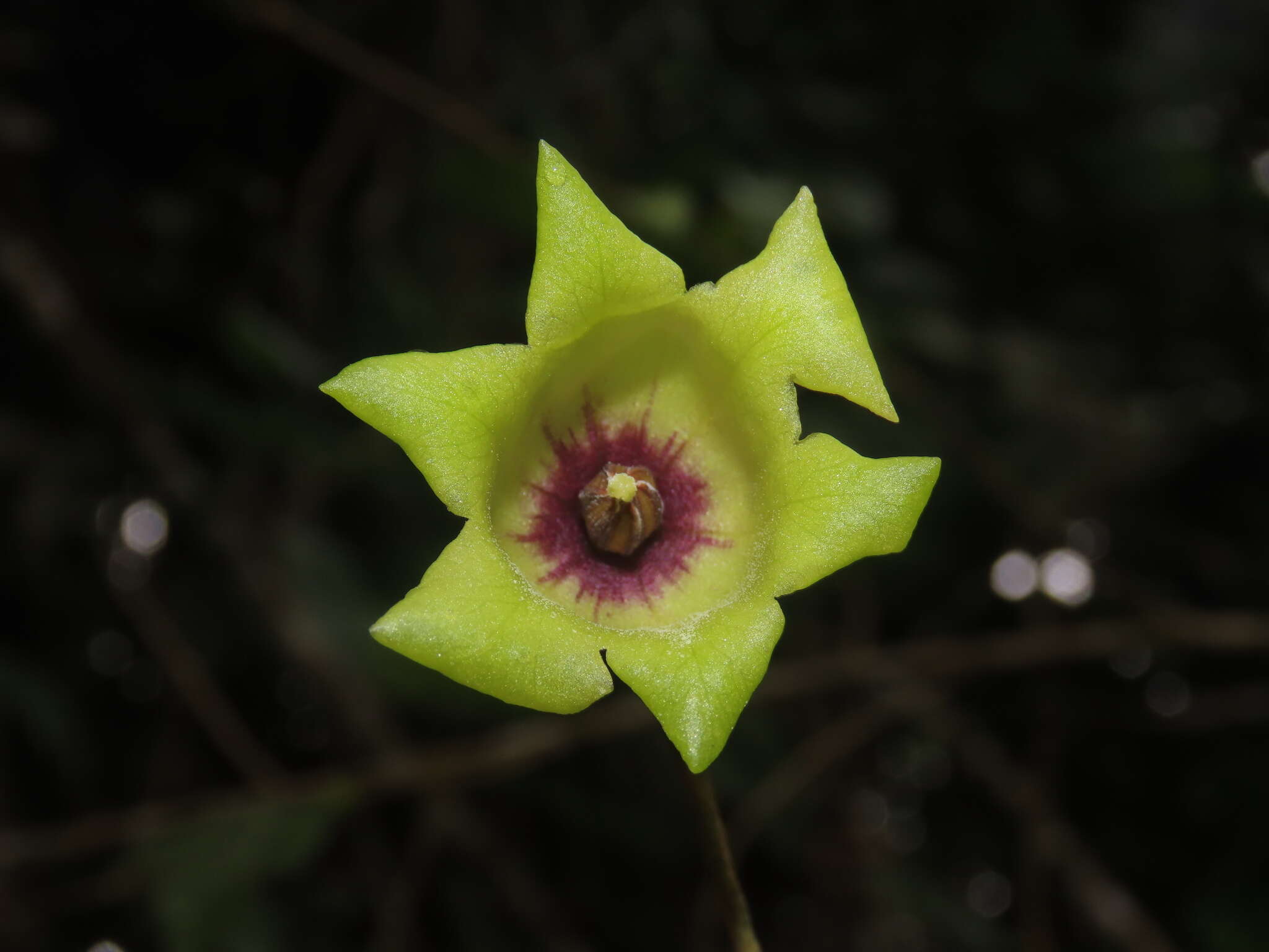 Image of Markea hunzikeri A. Orejuela & C. I. Orozco