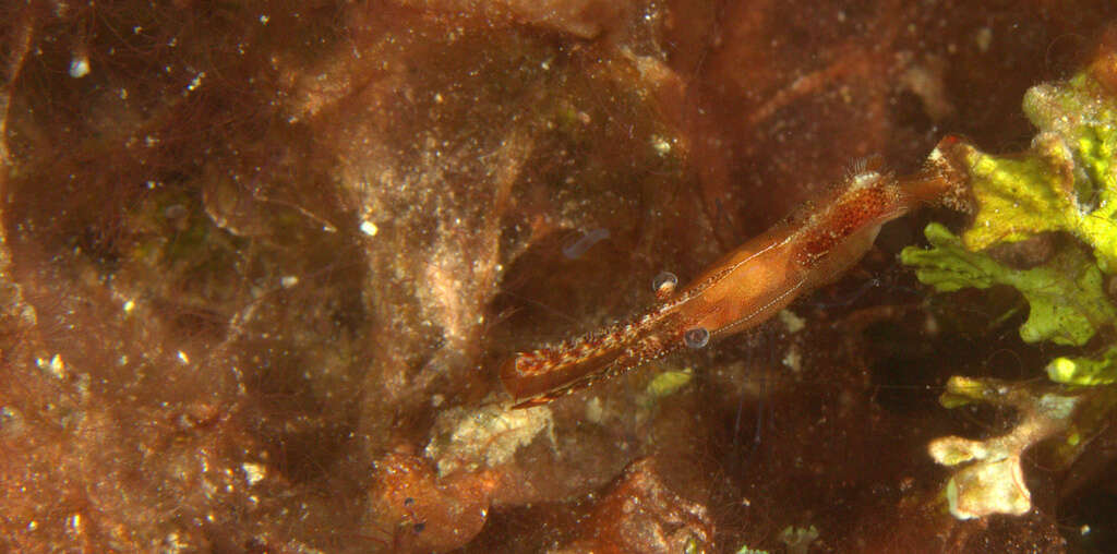 Image de Leander plumosus Bruce 1994