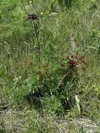 Imagem de Lomatium multifidum (Nutt.) R. P. Mc Neill & Darrach