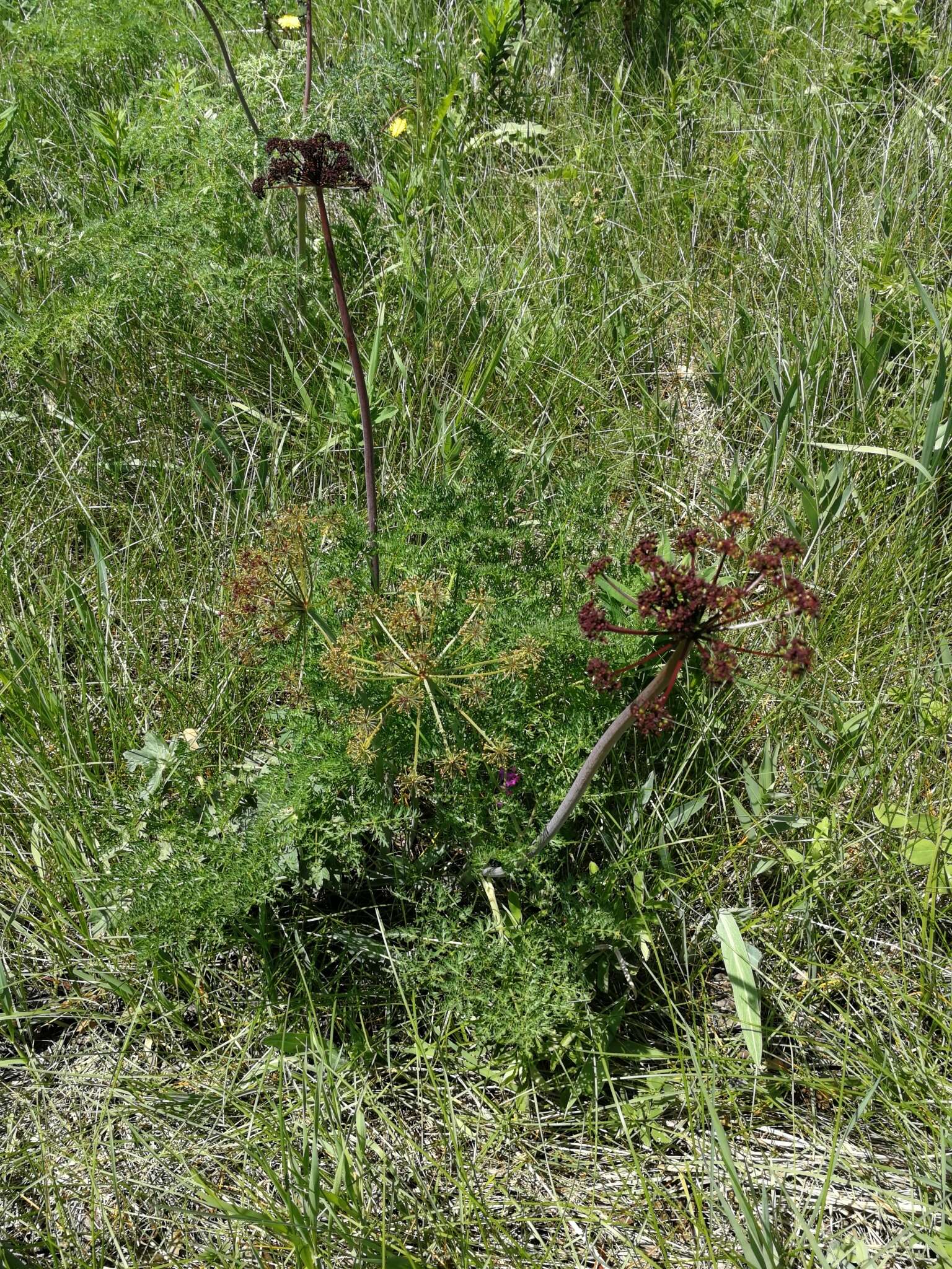 Image of carrotleaf biscuitroot