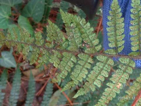 Image de Polystichum parvipinnulum Tag.