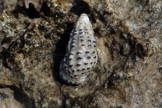 Image of Clypeomorus bifasciata (G. B. Sowerby II 1855)