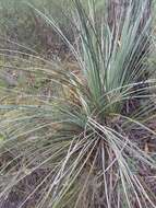 Image of Xanthorrhoea semiplana subsp. semiplana