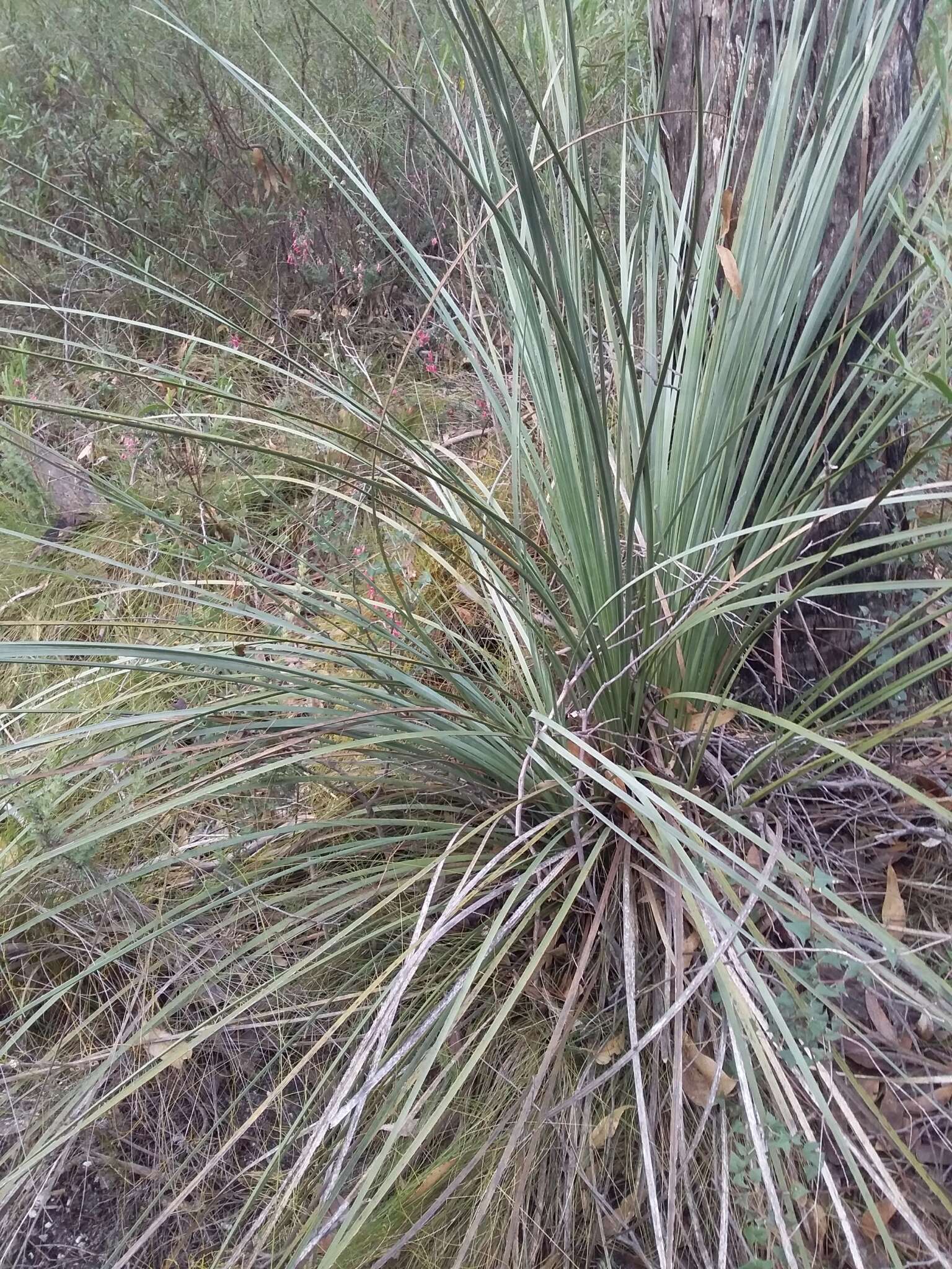 Image of Xanthorrhoea semiplana subsp. semiplana