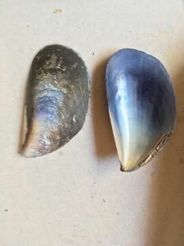 Image of Chilean blue mussel