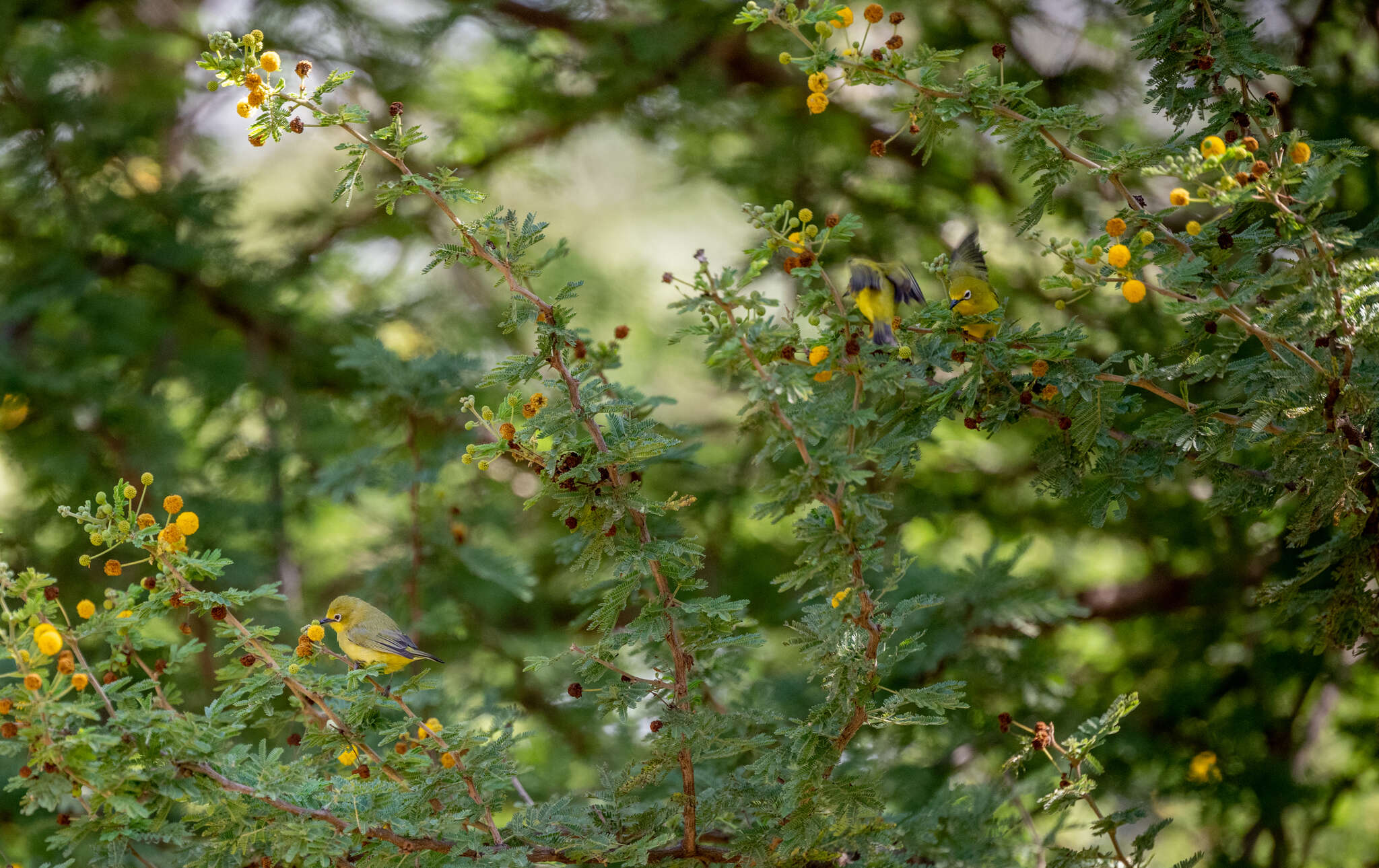 Image of Pale White-eye