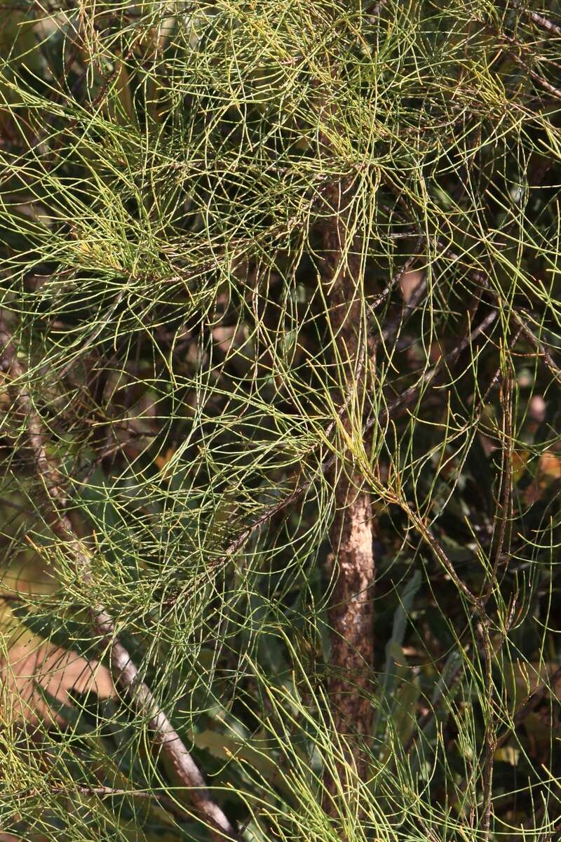 Image of Allocasuarina fraseriana (Miq.) L. A. S. Johnson