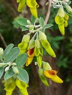 Image of Anagyris latifolia