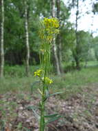 Image of hard wallflower