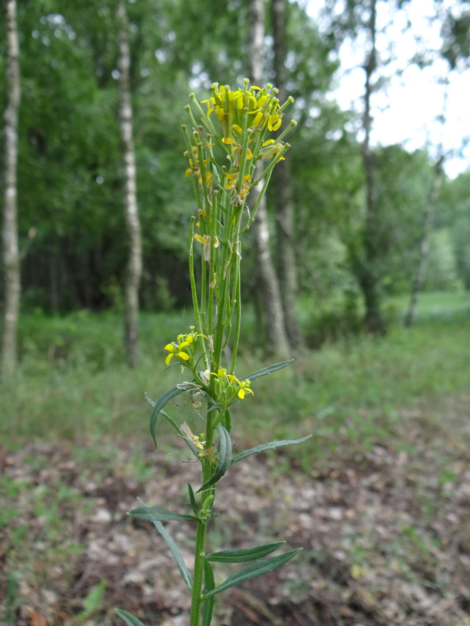 Image of hard wallflower