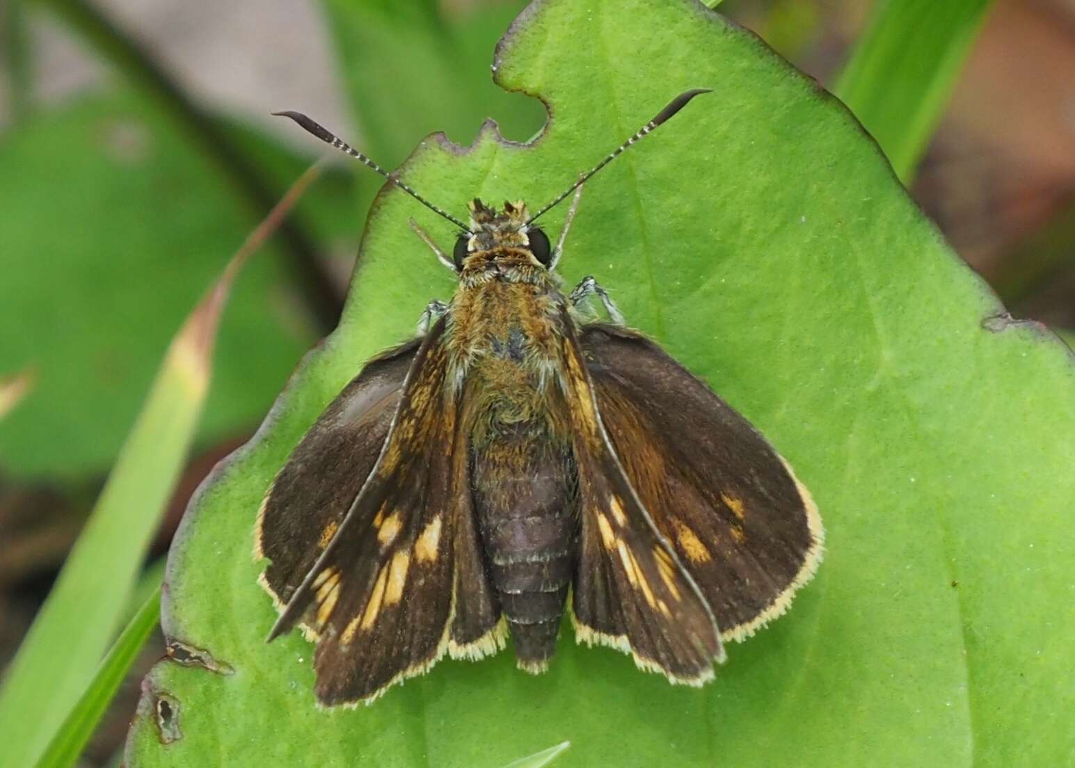 Image of Ochlodes ochracea Bremer 1861