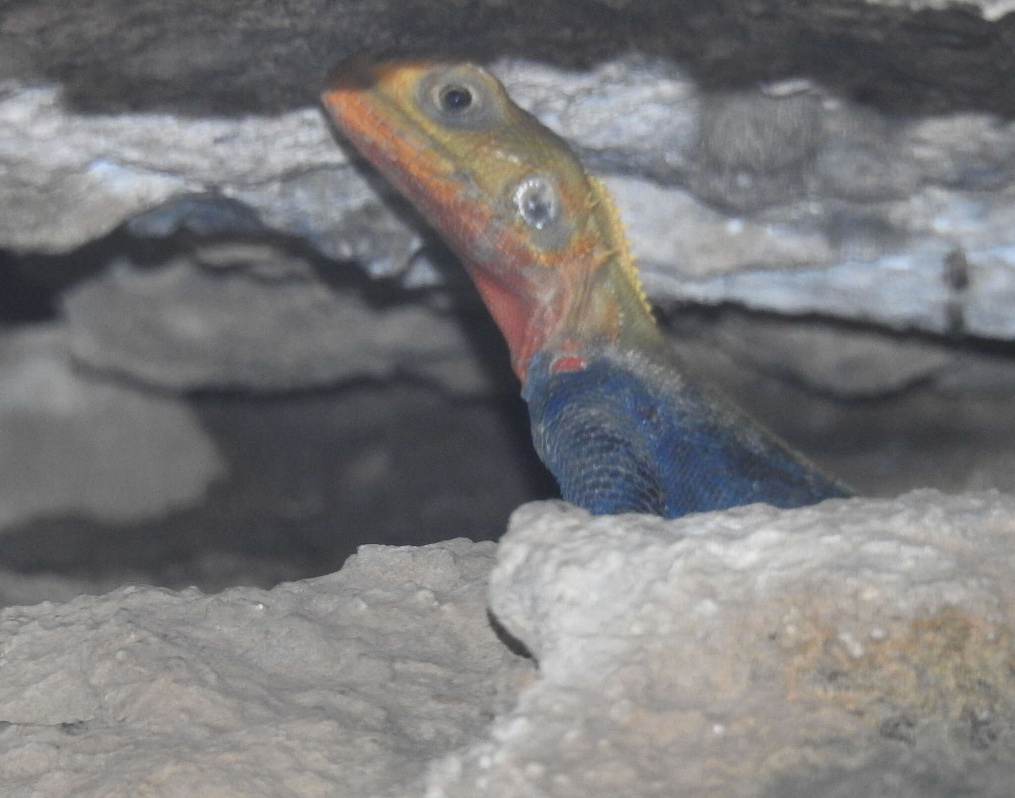 Image of Agama hulbertorum Wagner 2014