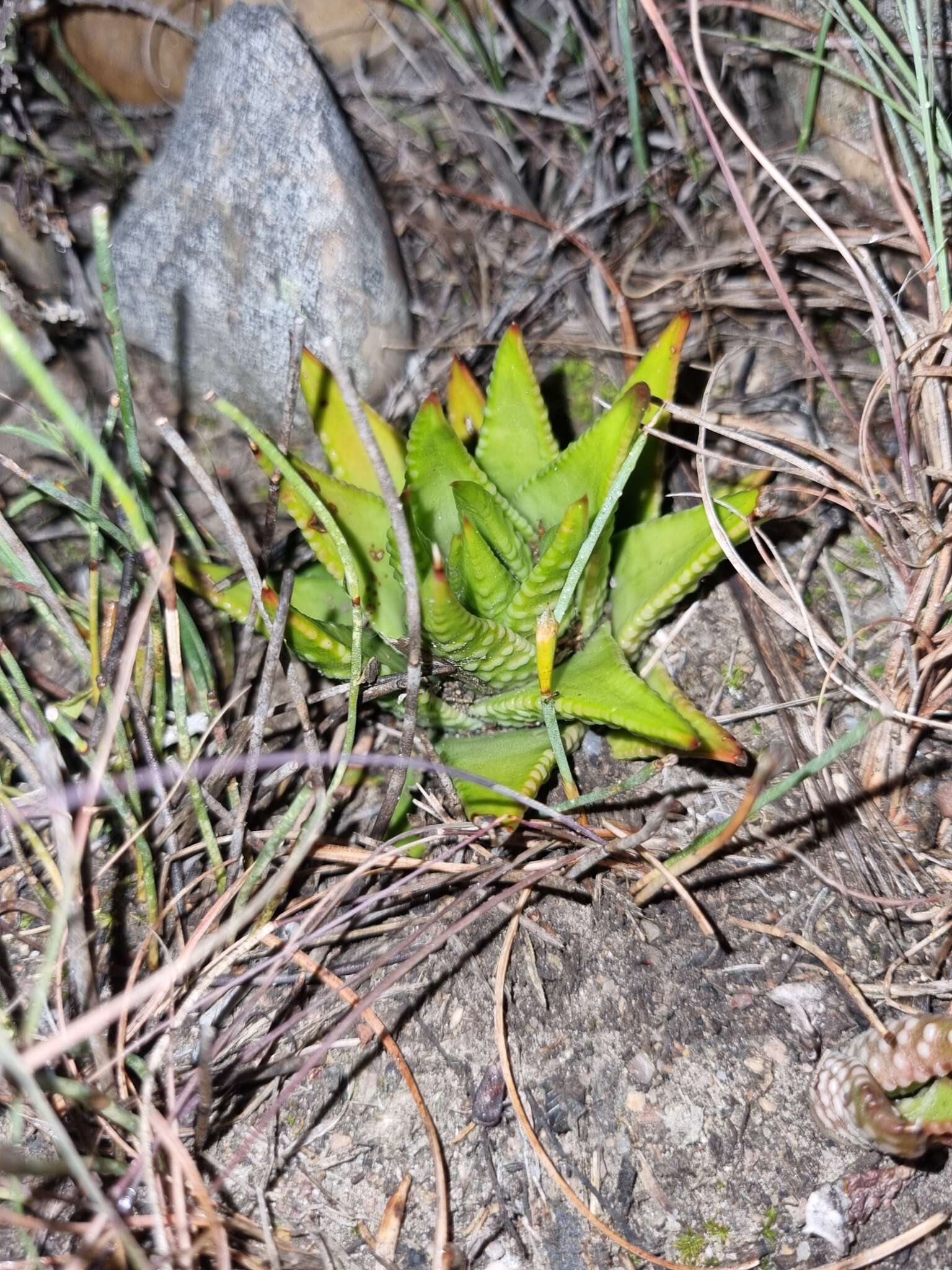 Image de Haworthia kingiana Poelln.