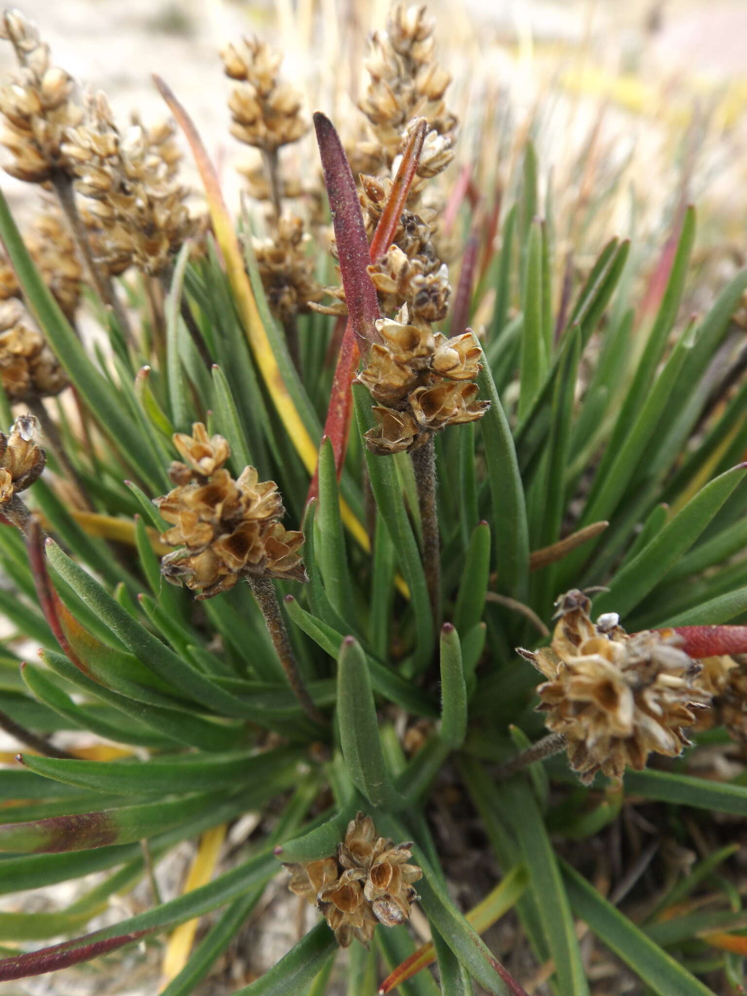 Image of Plantago tolucensis Pilg.