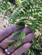 Image of Cluster-Spike Indigo-Bush