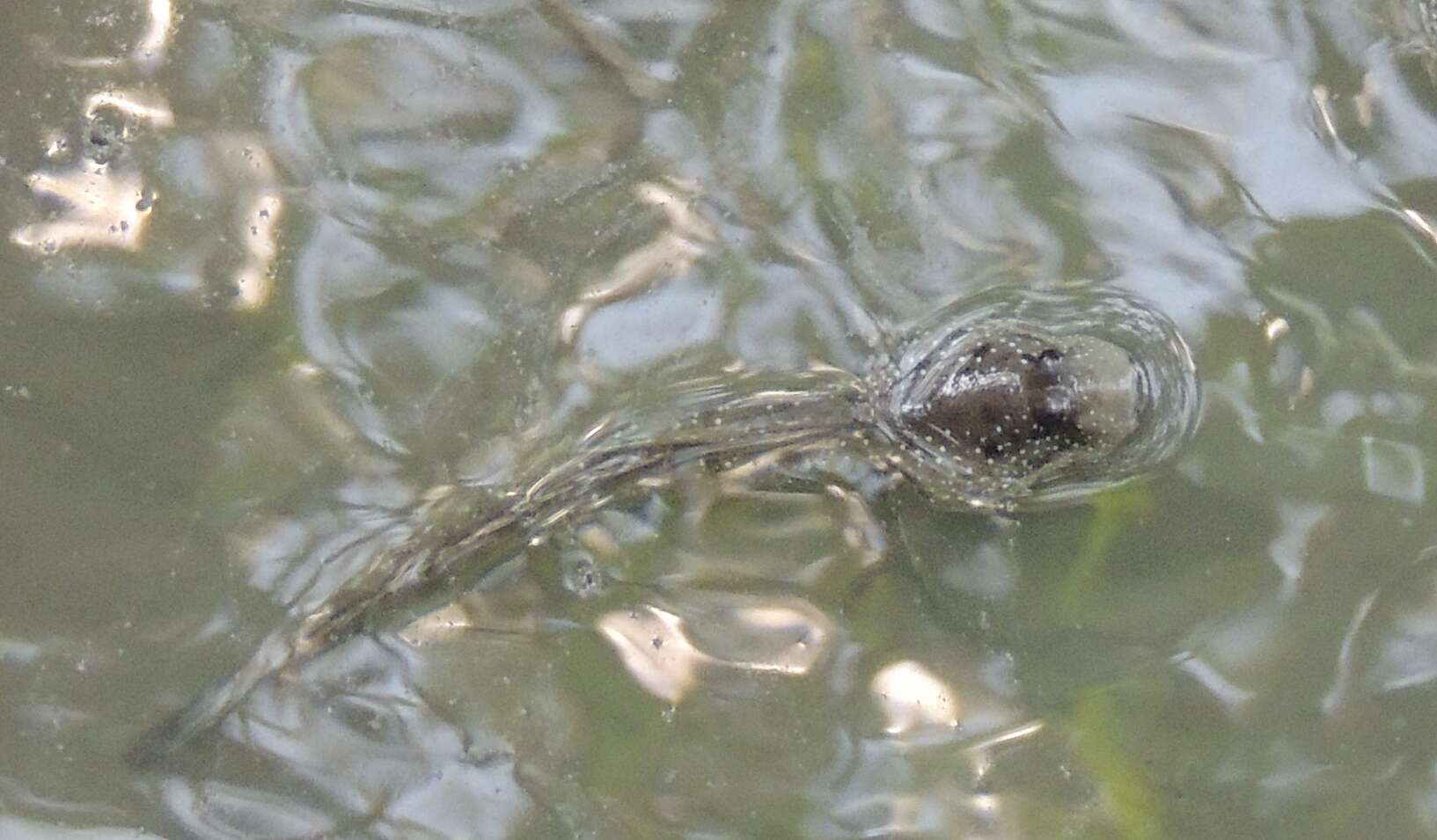 Image of Blue-spotted Mudskipper