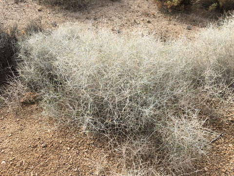 Imagem de Scutellaria mexicana (Torr.) A. J. Paton