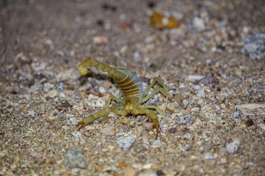 Hadrurus concolorous Stahnke 1969 resmi