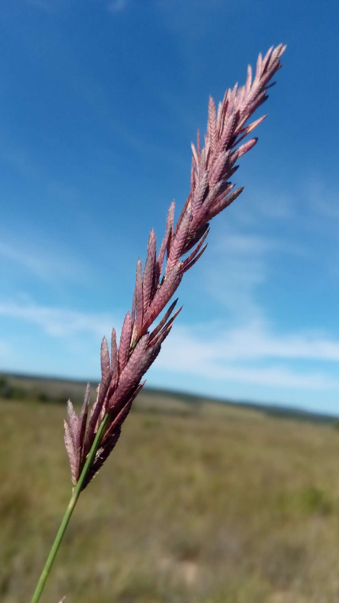 Image of Spiky love-grass