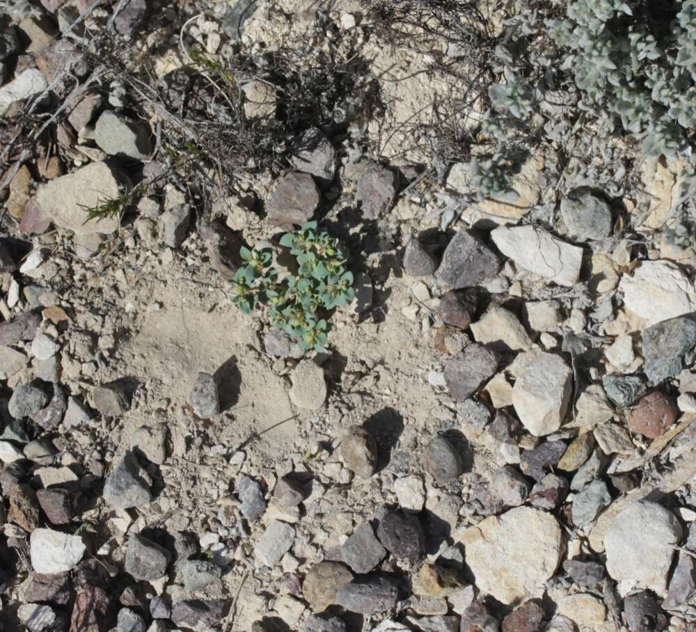 Image of Fendler's sandmat