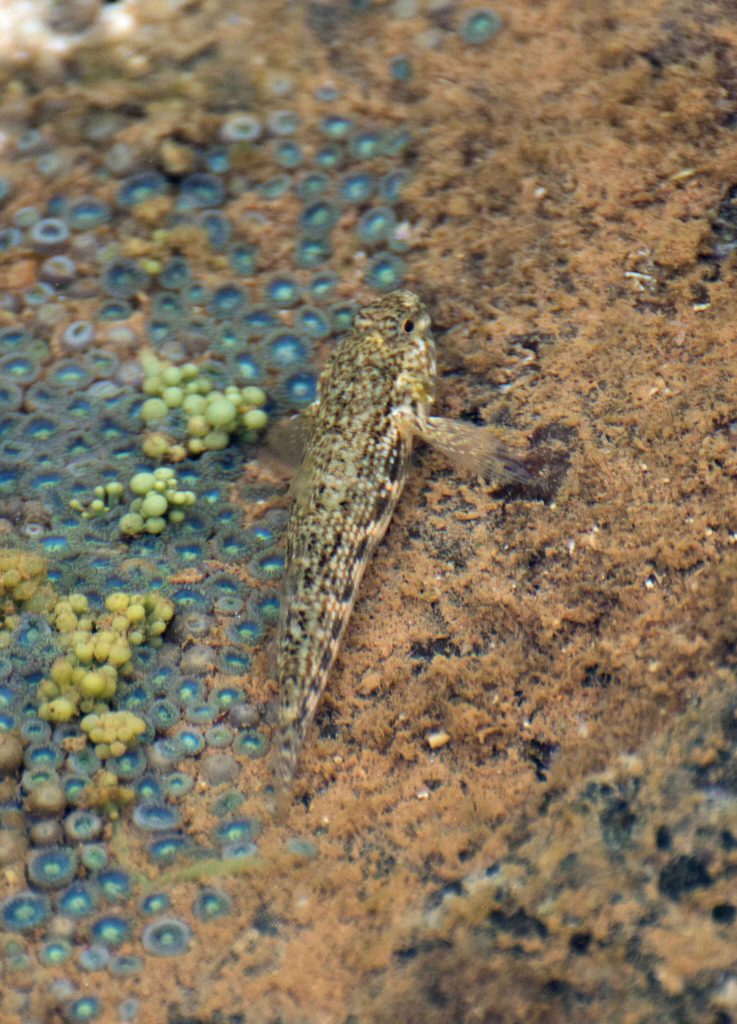 Image of Twin-spotted frillfin