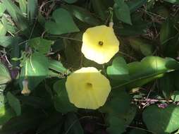 صورة Ipomoea ochracea (Lindl.) G. Don