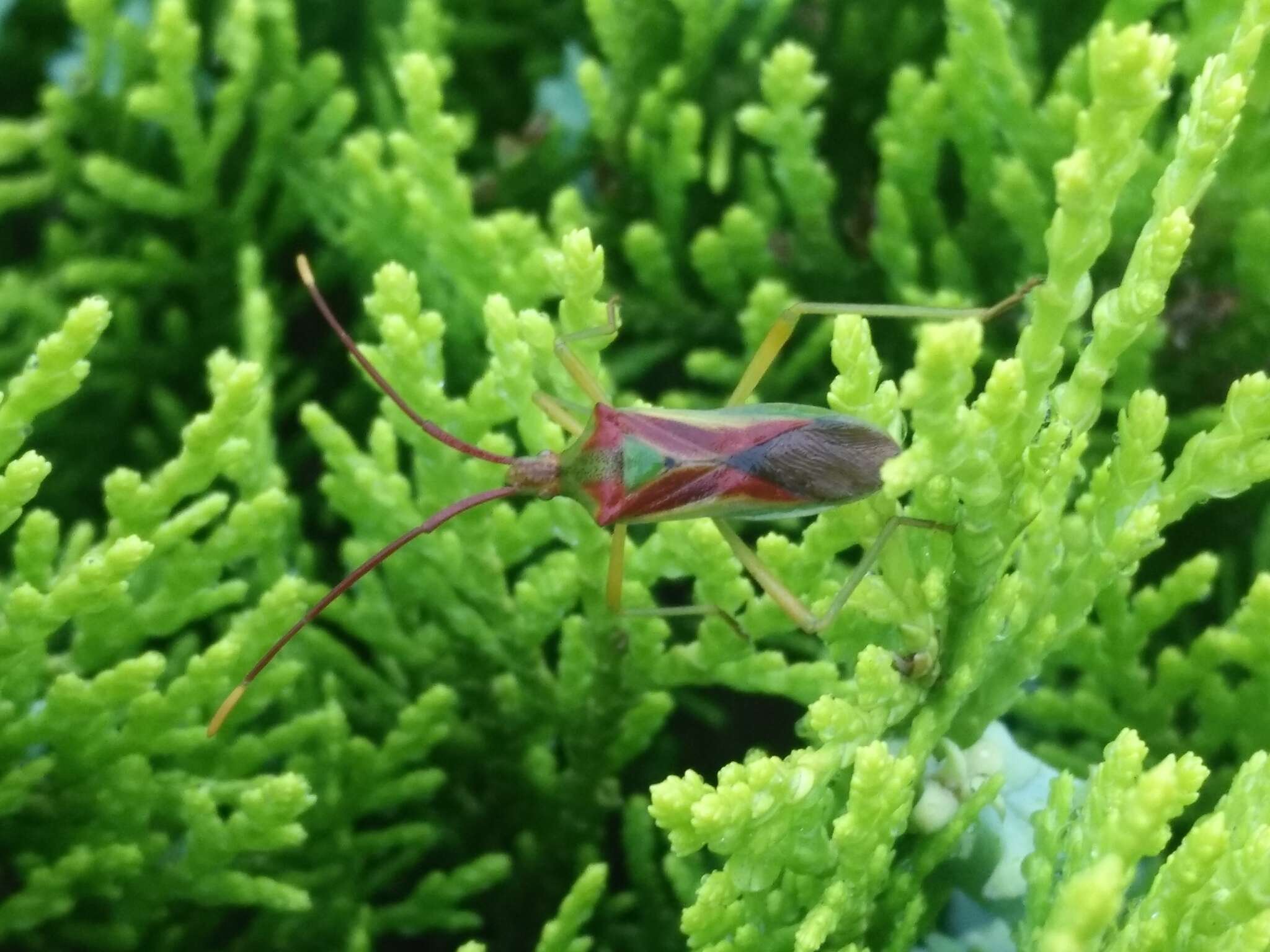 Image of Gonocerus longicornis Hsiao 1964