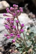 Image of Coville's dwarf sand verbena