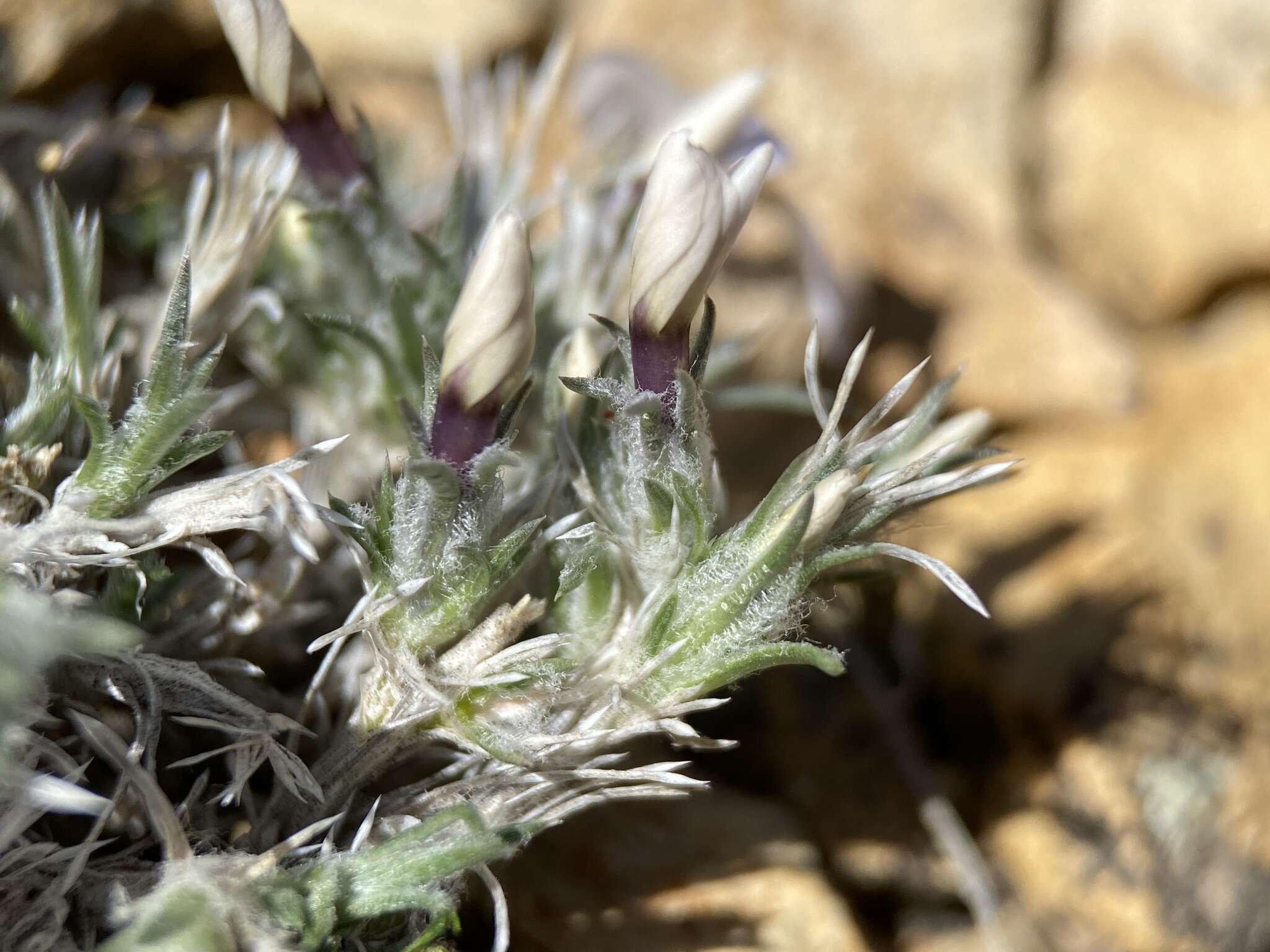 Image of carpet phlox