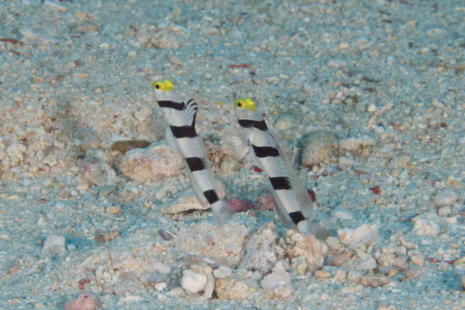 Image of Prawn-goby prawngoby shrimp-goby