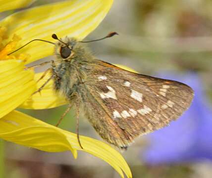 Image of Hesperia comma borealis Lindsey 1942