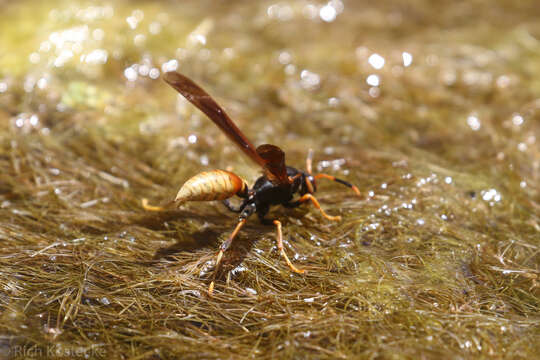 Image of <i>Polistes <i>comanchus</i></i> comanchus