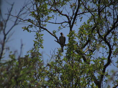 Image of Greater Honeyguide