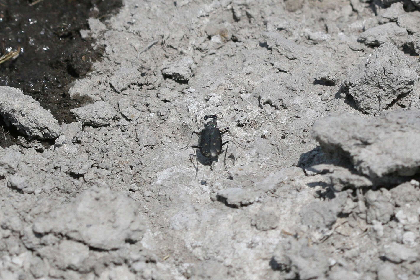 Image of Cicindela (Cicindelidia) amargosae Dahl 1939