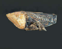 Image of Leafhopper