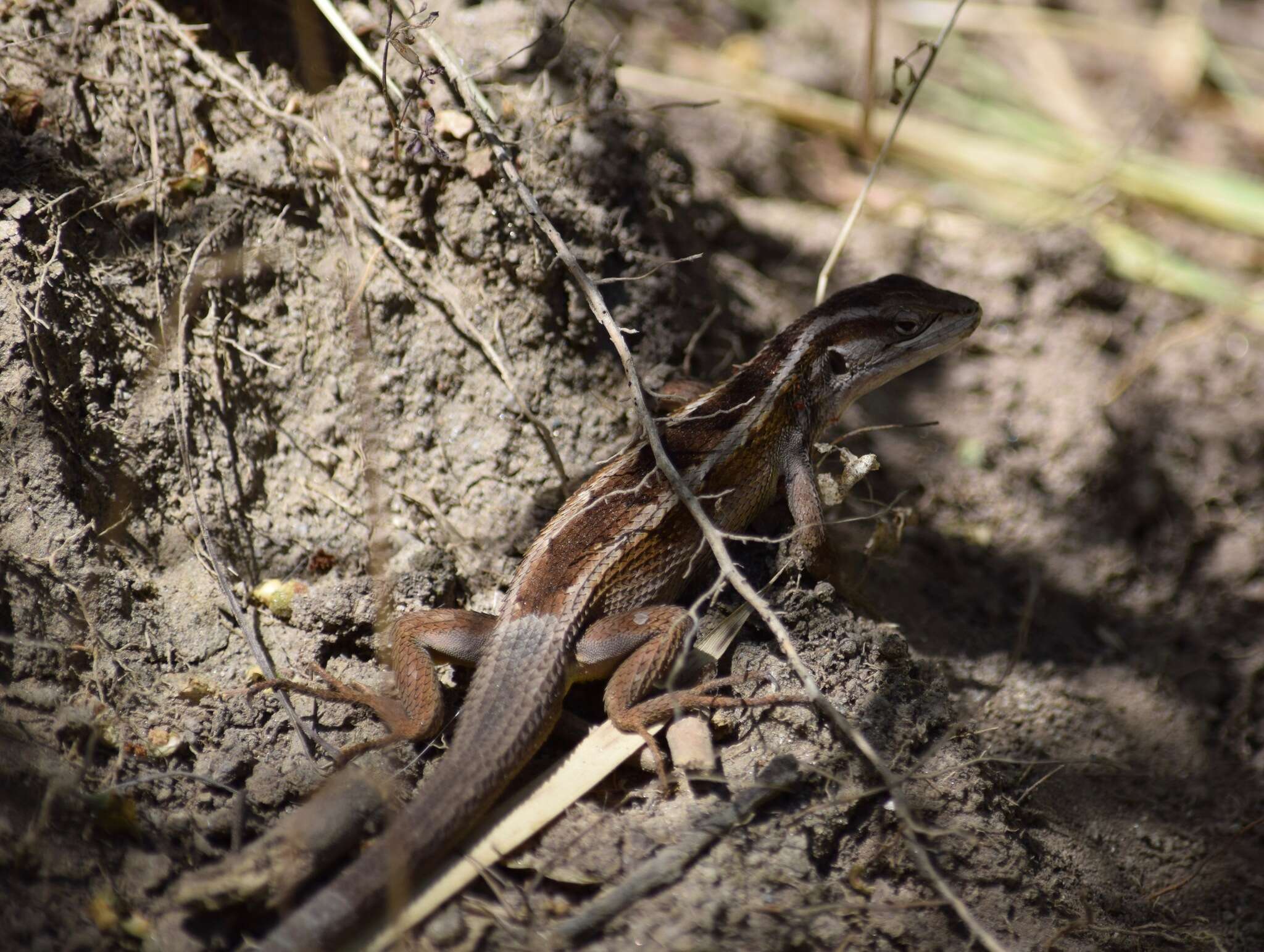 Image of Schroeder's Tree Iguana