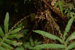 Image of Taiwan maiden fern