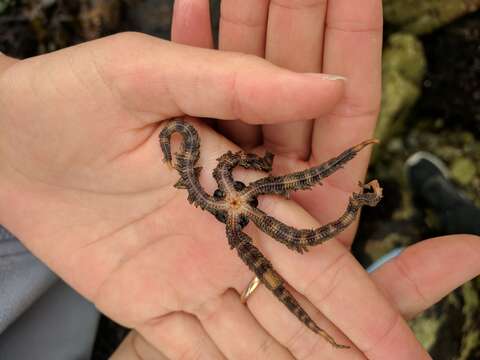 Image of Ophiopteridae O'Hara, Stöhr, Hugall, Thuy & Martynov 2018