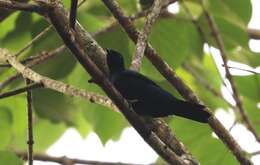 Image of Purple-throated Cuckoo-shrike