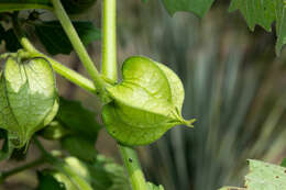 Plancia ëd Physalis nicandroides Schltdl.