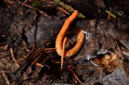 Plancia ëd Cordyceps militaris (L.) Fr. 1818